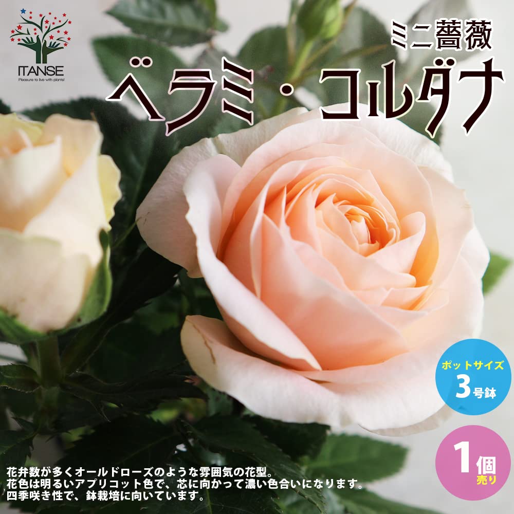 Amazon.co.jp: ミニ薔薇 ベラミ・コルダナ 3号ポット苗 1個売り【品種