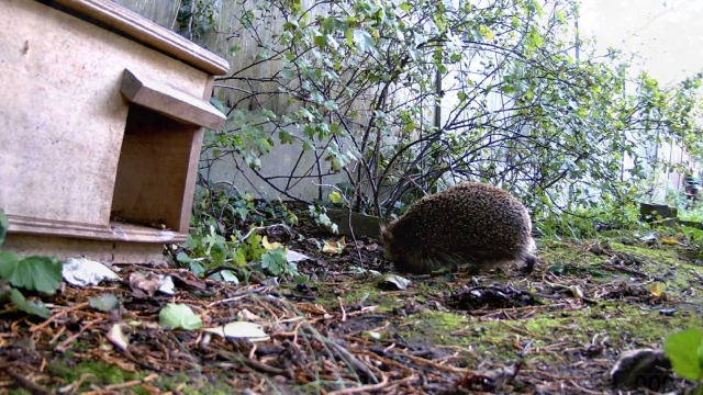 6 Meidase+Upgraded+Activated+Recording+Waterproof