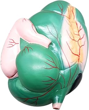 Cow Stomach Organ Anatomy Model - Life Size Cow Stomach Model - Medical Anatomincal Animal Organ Model Cow Stomach Model for Study Teaching Display Medical Anatomy Teaching Model