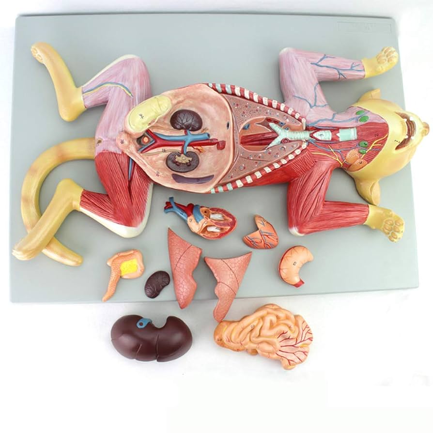 4D MASTER 猫の解剖模型 約25cm Amazon.co.jp: 4 D解剖模型