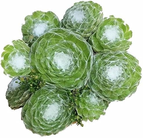 Miniatura 3 de Sempervivum Cobweb gallinas y pollitos (maceta de plástico de 4 pulgadas)  Suculentas de interior vivas y saludables  Sempervivum Suculentas