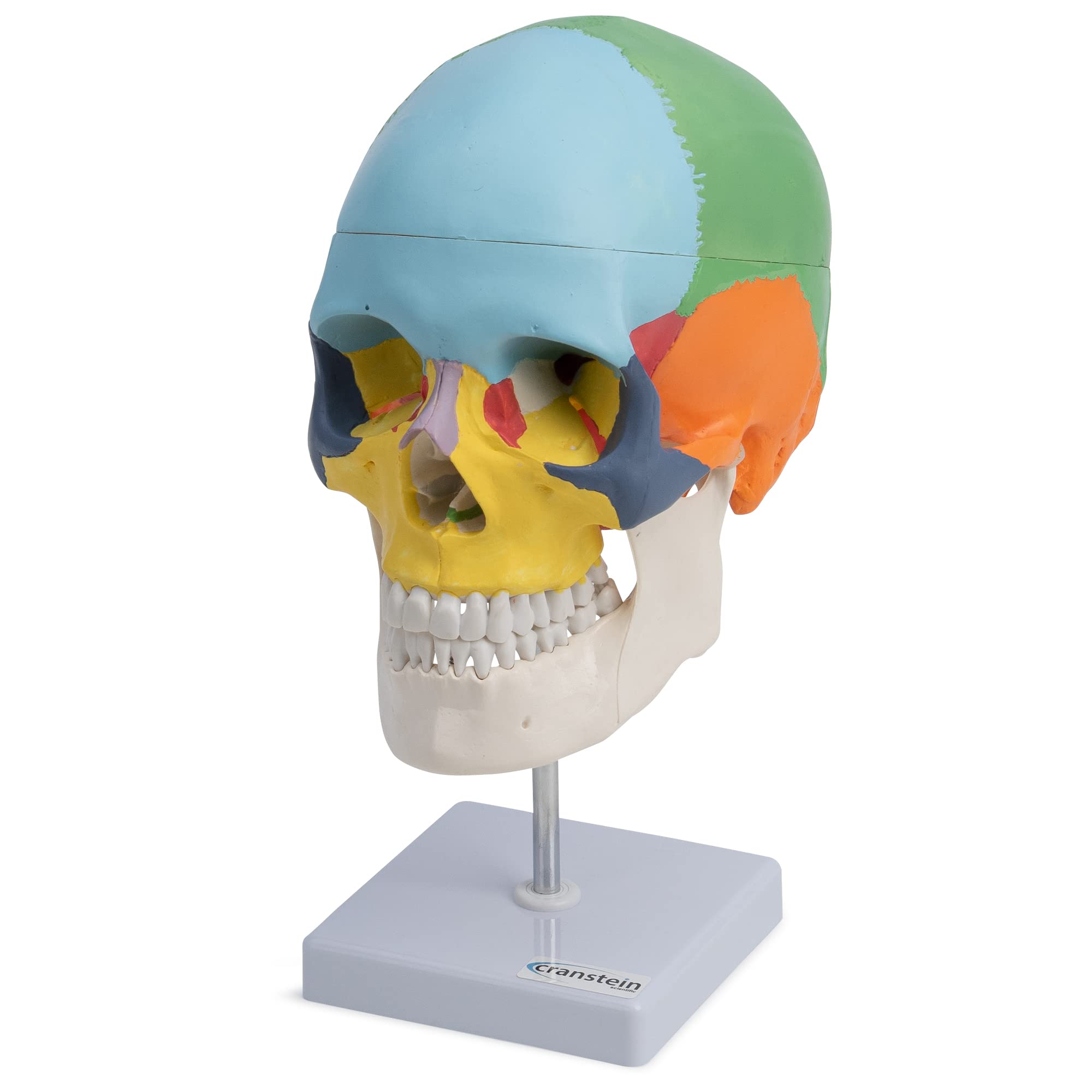 Cranstein A-247 anatomischer Schädel auf Stativ | didaktisch bemalt | Medizin Studium und Ausbildung | Schädel Anatomie Modell | Schädel Modell | bunt