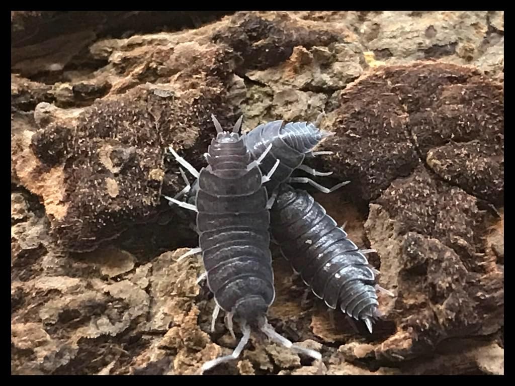 Critters Direct Powder Blue Isopods (Qty-40), for Amphibian/Reptile/Invertebrate Bioactive Habitats