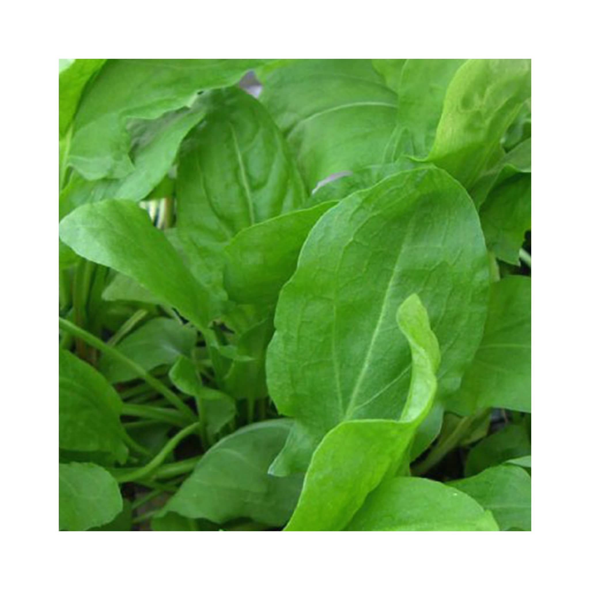 5 French Sorrel herb Plants
