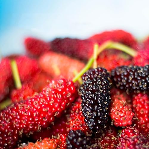 スイートマルベリー 10.5cmポット 桑の実 クワの実 桑 クワ 苗 苗木 果樹苗のサムネイル