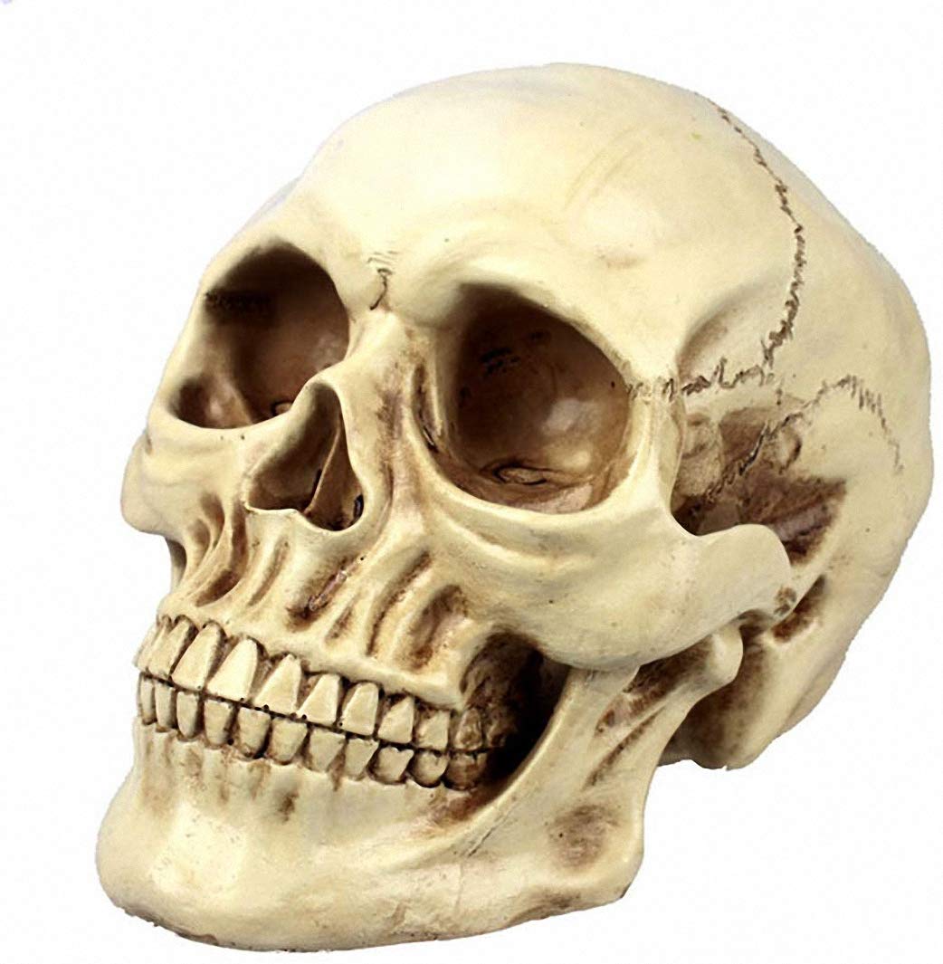 Ulalaza 1 Gifts Decor Grinning Realistic Replica Human Skull Home Statue