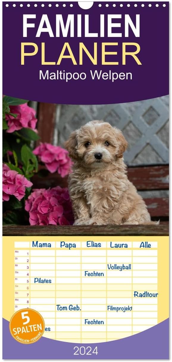 Familienplaner 2024 - Maltipoo Welpen mit 5 Spalten (Wandkalender, 21 x 45 cm) CALVENDO: Beim Maltipoo handelt es sich um eine Kreuzung zwischen Pudel und Malteser.