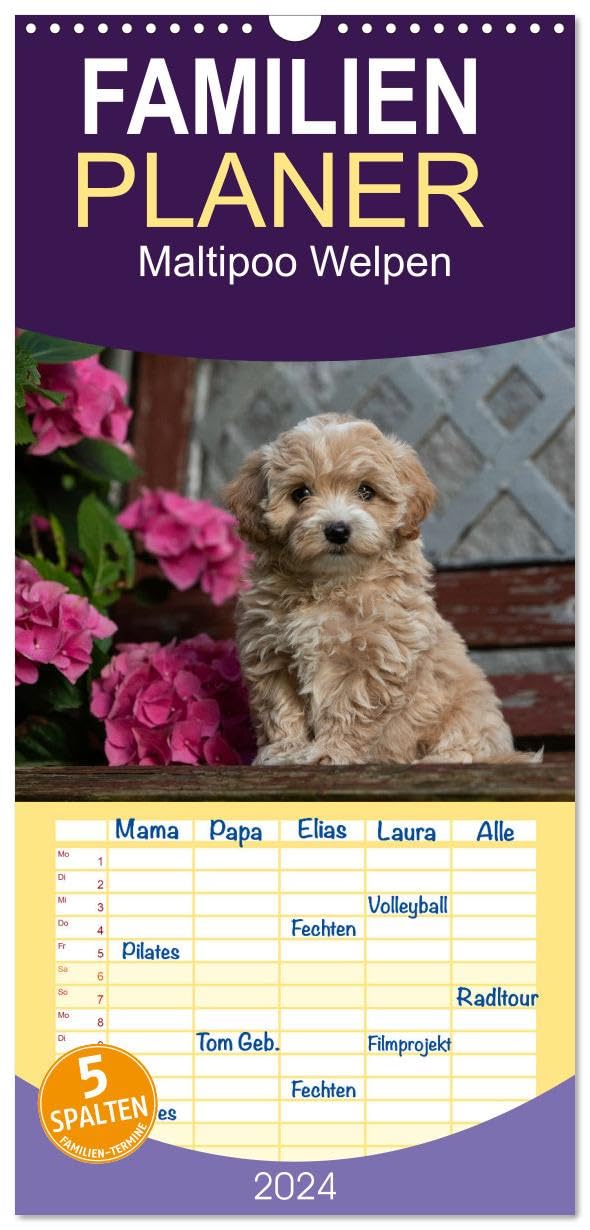 Familienplaner 2024 - Maltipoo Welpen mit 5 Spalten (Wandkalender, 21 x 45 cm) CALVENDO: Beim Maltipoo handelt es sich um eine Kreuzung zwischen Pudel und Malteser.