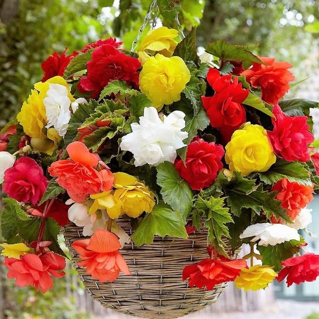 Amazon.com : Wax Begonia Mix Seeds – Begonia Semperflorens