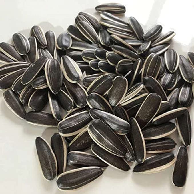 Natural & Healthy Sunflower Seeds | Daily Birds Food (Sunflower Seed, 5KG) (B0C4TV8RLJ) Amazon Price History, Amazon Price Tracker