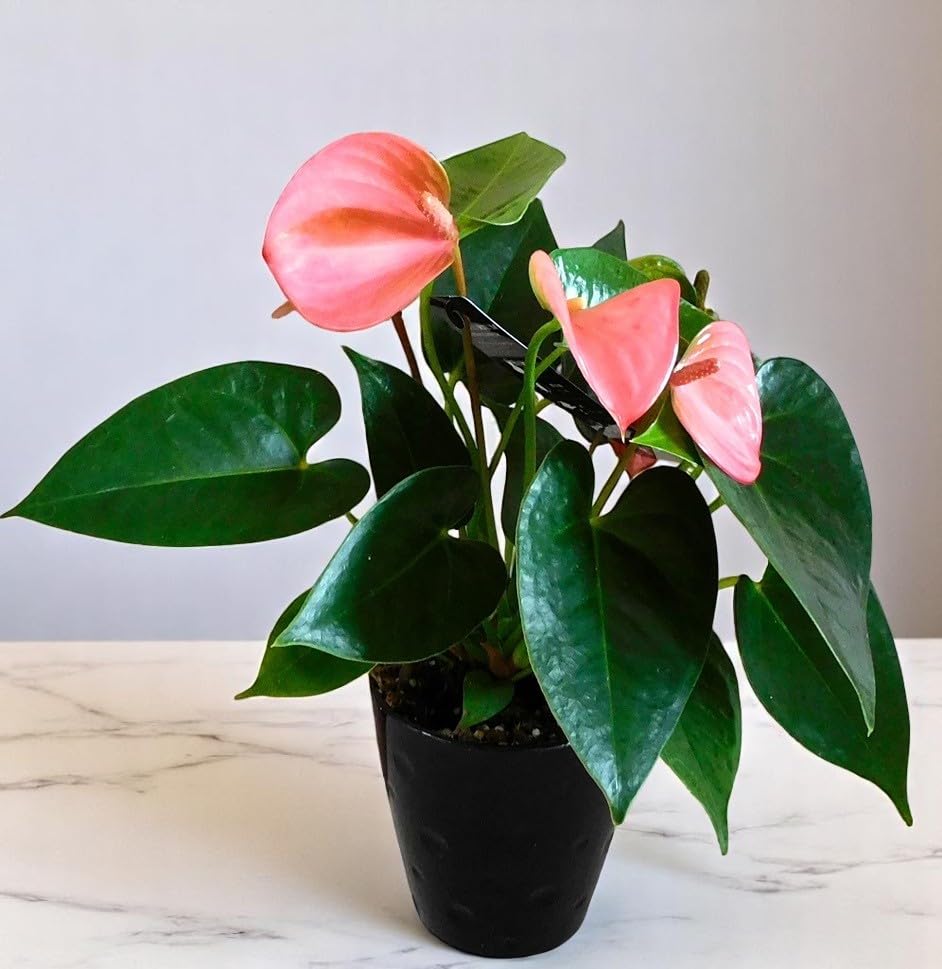 その他観葉植物 Joepii var. pink !! ずっと眺めていたい！気分が上がる、ピンク色の観葉植物15