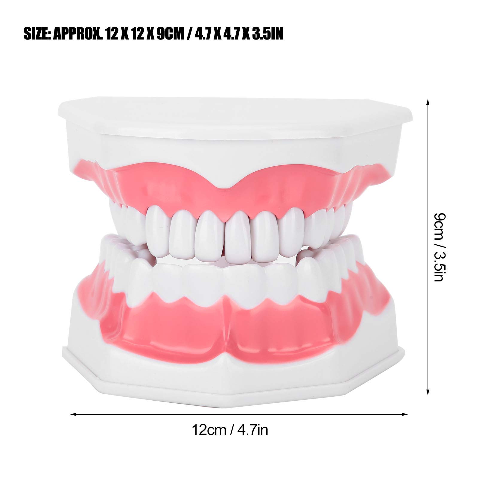 Modello di denti dentali, modello di denti dimostrativi standard, modello dimostrativo di insegnamento della cura dentale di ingrandimento 2X per adulti, con spazzola