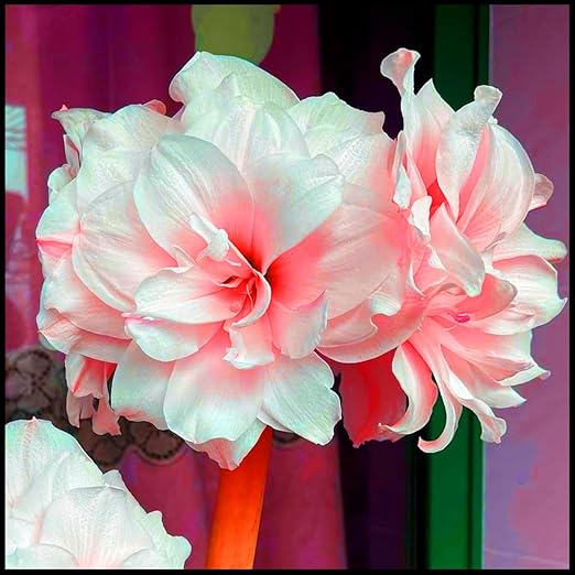 Amazon 22 園芸 絶妙な庭の装飾 切り花 簡単な植え付けとガーデニング レアアマリリスを植える 生きている緑の植物 4球根 C オーガ Amazon 22 園芸 絶妙な庭の装飾 切り花 簡単な植え付けとガーデニング レアアマリリスを植える 生きている緑の植物 4球根 C オーガ