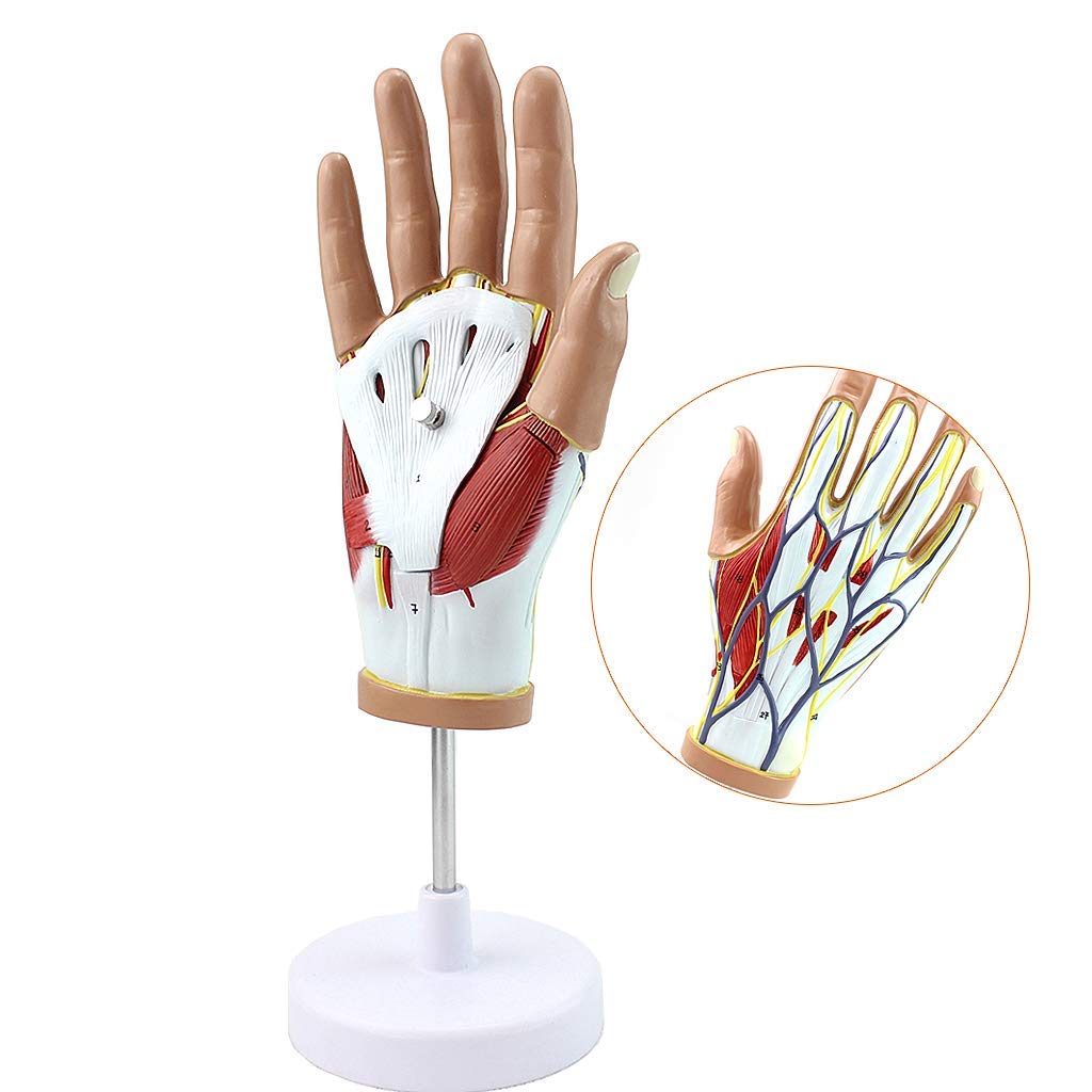 Anatomiczny model dłoni i więzadeł – ścięgna, anatomia naczyniowo-nerwowa – do sprzętu laboratoryjnego, naukowego, wyjmowanego, 4-częściowego, modeli medycznych i materiałów dydaktycznych