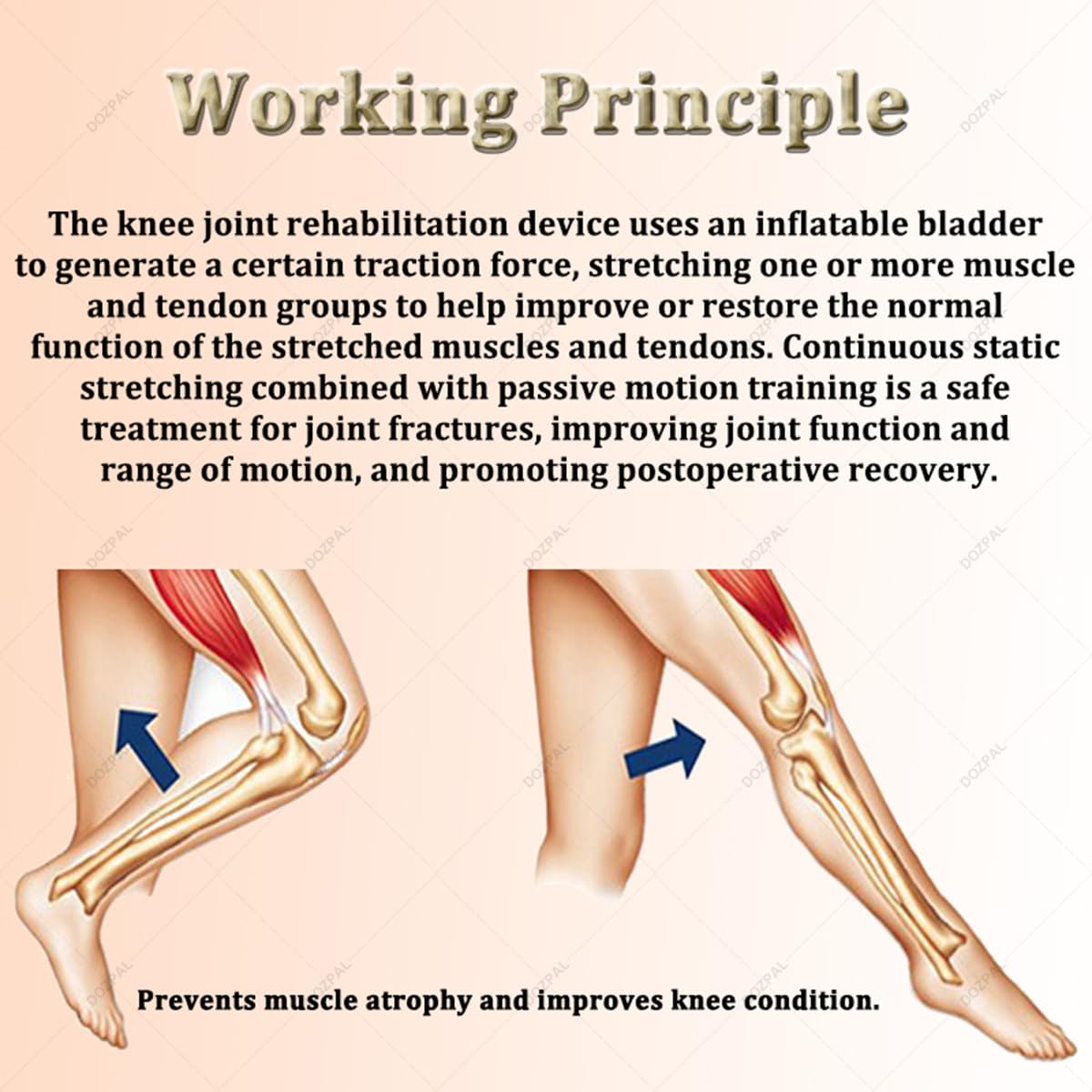 Equipo de Fisioterapia para rehabilitación de Rodilla, máquina CPM, Equipo de Ejercicio para rehabilitación de Rodilla, Ajuste de ángulo de -10° a 140°