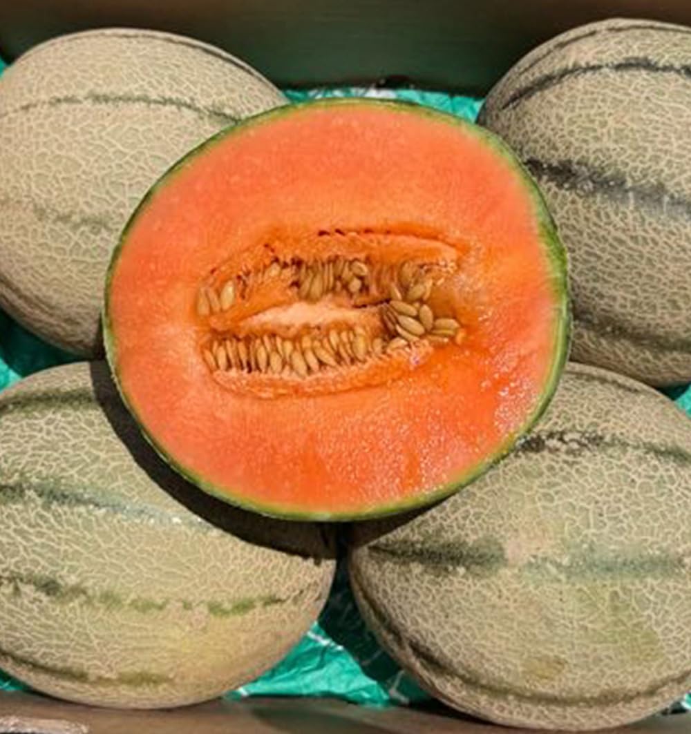 Caja de Melones cantalupo | 2 o 3 unidades. Entre 1kg y 1,5kg cada pieza. Fruta dulce cultivada de forma sostenible en Castellón (España), directo del agricultor (2 Unidades)