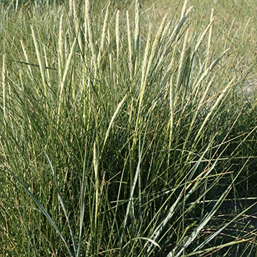 6er-Set Strandhafer - Ammophila Arenaria: Kstencharme im 9x9cm Topf. :  Amazon.de: Garten