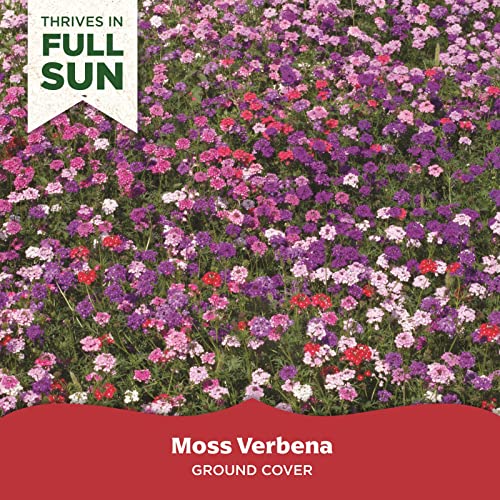 Bloomingbulb Seed Mat - Easy To Plant And Grow Garden Seeds - Creates Fragrant, Vibrant Flower Garden (Mixed Verbena Groundcover) #TOP1