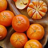 Plant World Seeds - Orange Satsuma (mandarin/tangerine) Seeds
