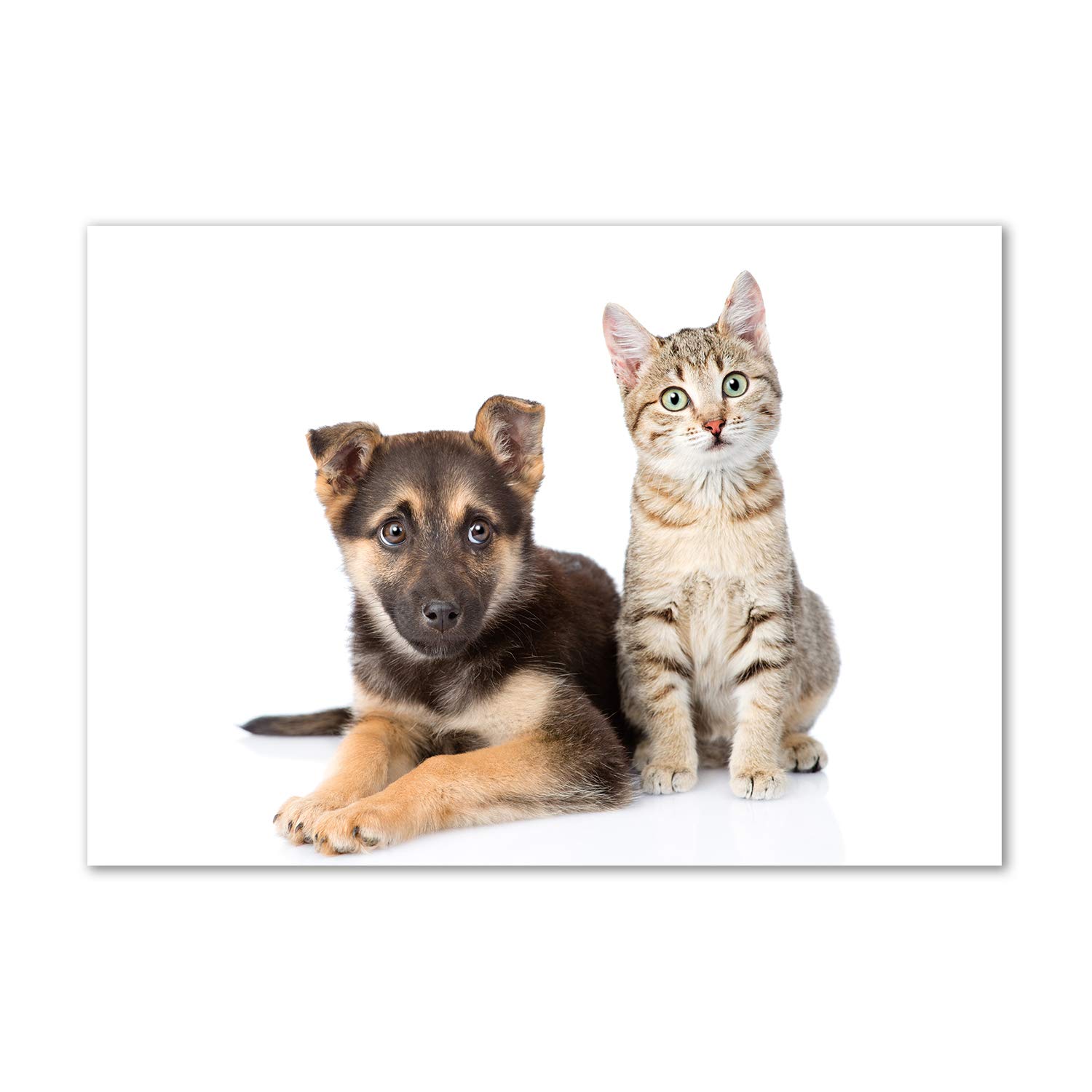 Cubierta antisalpicaduras para cocinas familiares con mascotas en formato 100x70