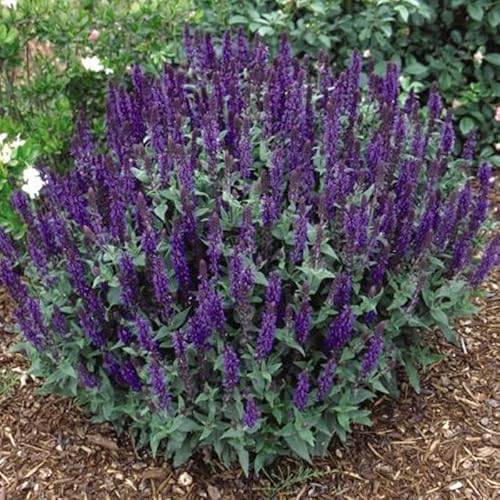 May Night Salvia Flower Root - Pleasantly Scented - Attracts