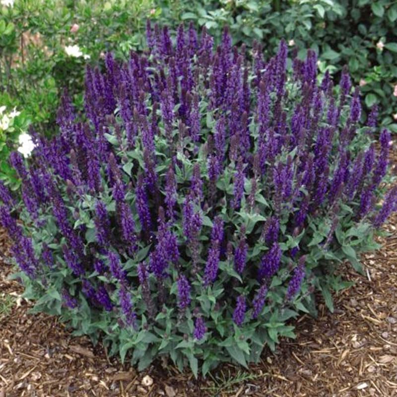 Holland Bulb Farms May Night Salvia Root