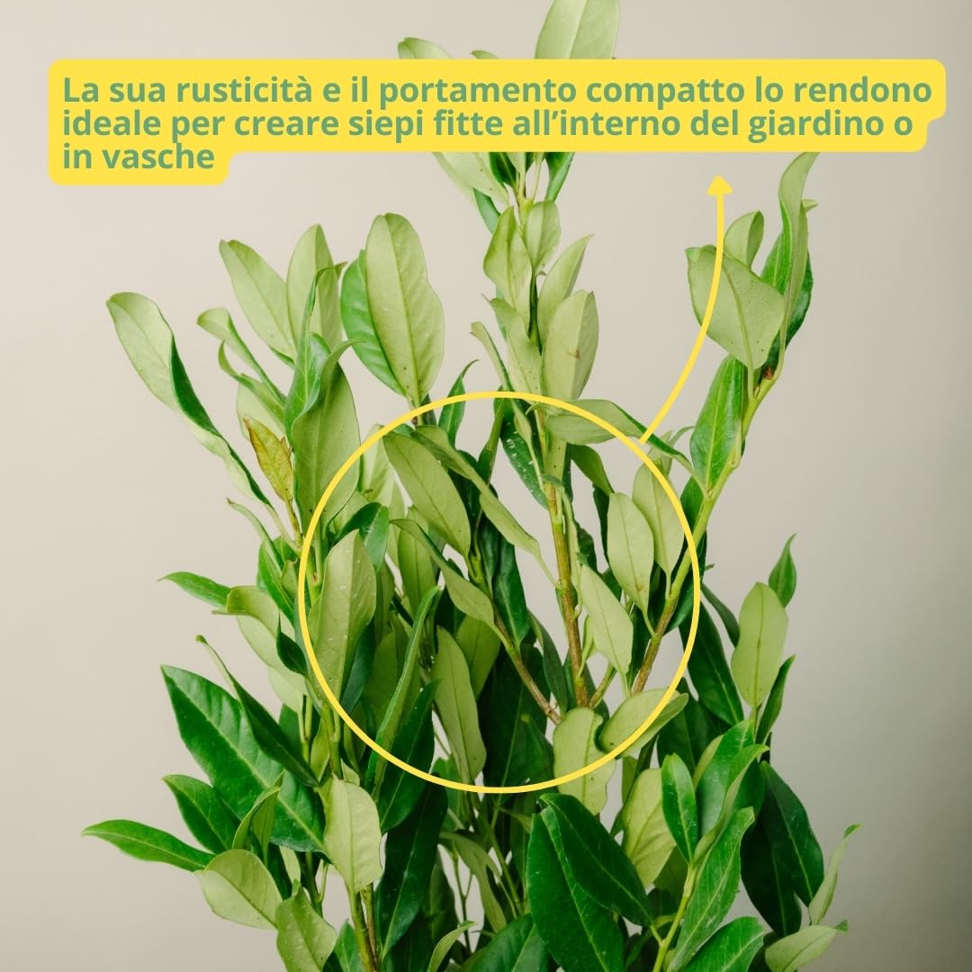 PRUNUS LAUROCERASUS (HERBERGII). Lauroceraso sempreverde, vaso da 19 cm. Piante vere per esterno con fogliame denso e lucido. 6 mesi di concimazione inclusi.
