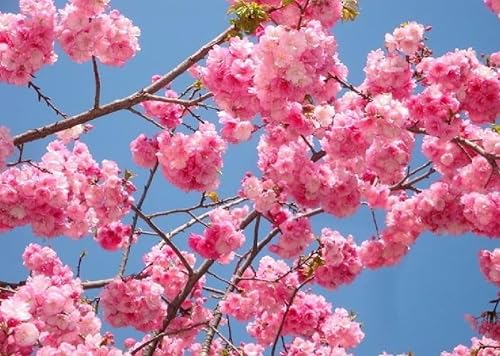 50 semillas de flor de cerezo japonés, flor rara y resistente rápida Sakura Bonsai