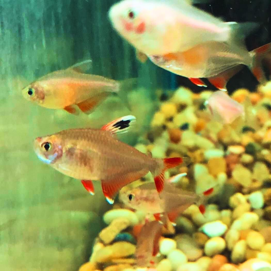 Candy Cane Tetra (Pack of 8) Live Fish for Aquarium - Live Fish for Aquarium - Exotic Freshwater Live Fish, Live Aquarium Fish, Live Fish, Live Freshwater Fish - Freshwater Fish