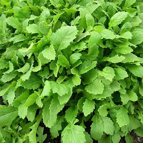 Plant World Seeds - Baby Leaf Rocket Wasabi Seeds (Vegetable Seeds)