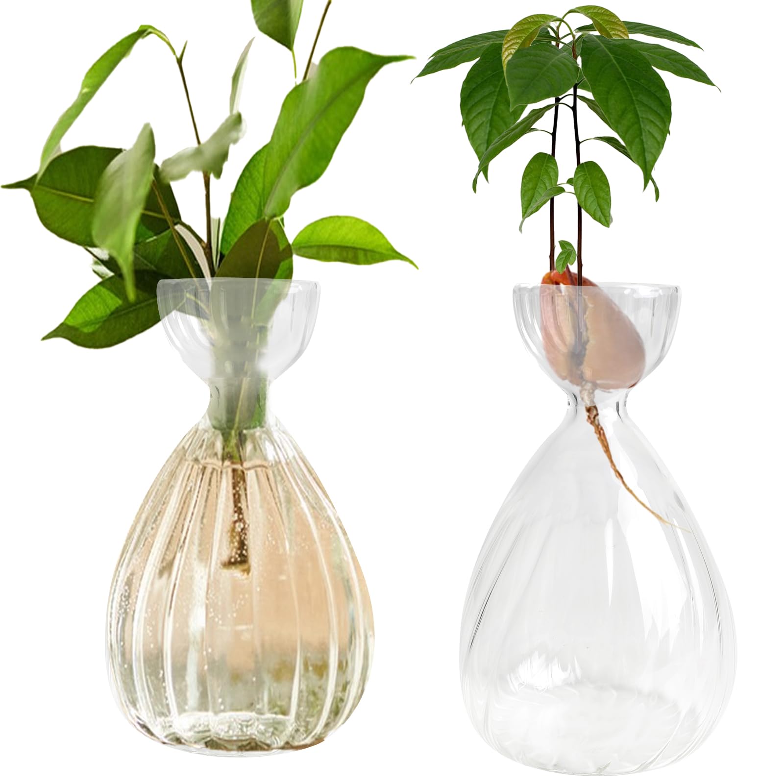 Lot de 2 pots en verre pour graines d'avocat, pots fleurs pour avocat en croissance, kit de culture d'arbre avocat en verre pour jardinage (Transparent)