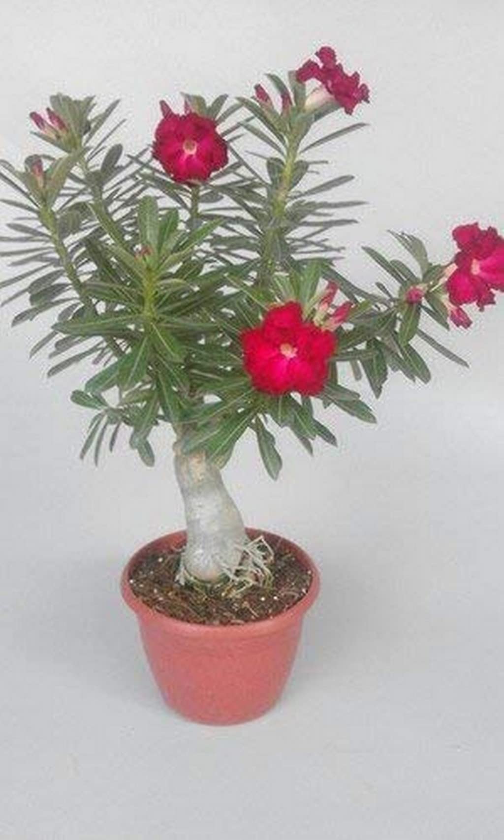 OhhSome Flower Live Plant Bonsai Adenium (Dessert Rose) Container Garden (Desert Exotic Rare Plants (1 Live Bonsai Plant) (B09N94SX3Q) Amazon Price History, Amazon Price Tracker