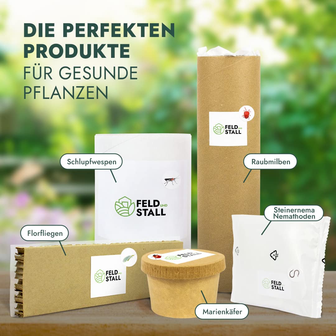 Siebenpunkt-Marienkäfer Eier/Larven (100-150)- Natürliche Schädlingsbekämpfung der Blattläuse für Garten, Kleingewächshäuser, Wintergarten, Büro - Coccinella septempunctata
