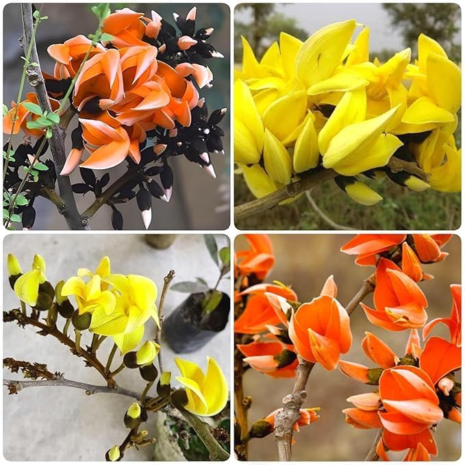 Tesu Flower Flame of the Forest Butea Monosperma Tesu Flower Tree Seeds Rare Dhak ...