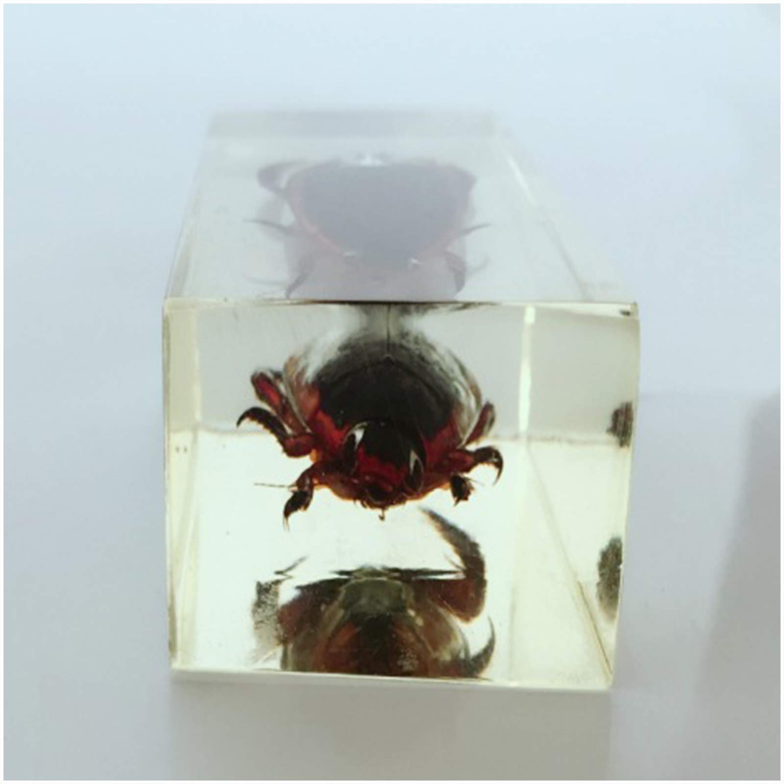 極美品【1点物】セミエビ 乾燥標本 色彩保存標本 関節可動 Amazon.co.jp: 昆虫標本シラミ標本モデル-本物の樹脂シラミ標本樹脂