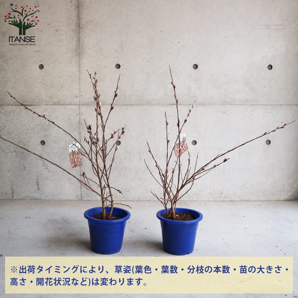 Amazon.co.jp: ピンクのネコヤナギ 6号鉢【品種で選べる花木苗/1個売り