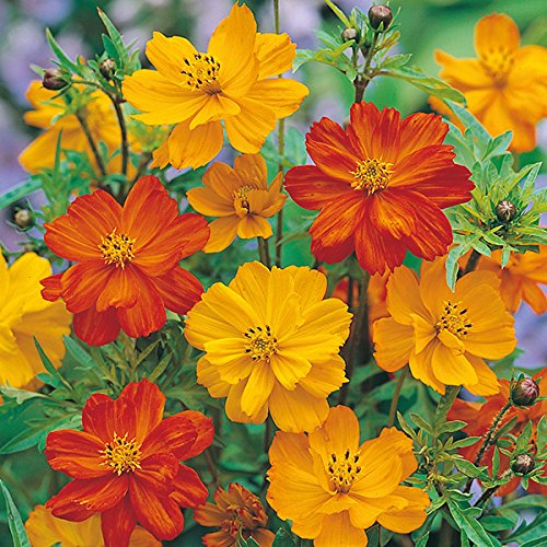 Cosmos Mixed (Hybrid) Flower Seeds (1 Packet Of Cosmos Mixed) Pack of (AVG 80-100) Seeds x 1 Per Packet-image-44