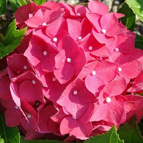 Hydrangea macrophylla 'Leuchtfeuer' 3.6 Litre Pot x 1 (Hydrangea 'Lighthouse') (Firelight) (Mophead Hydrangea)