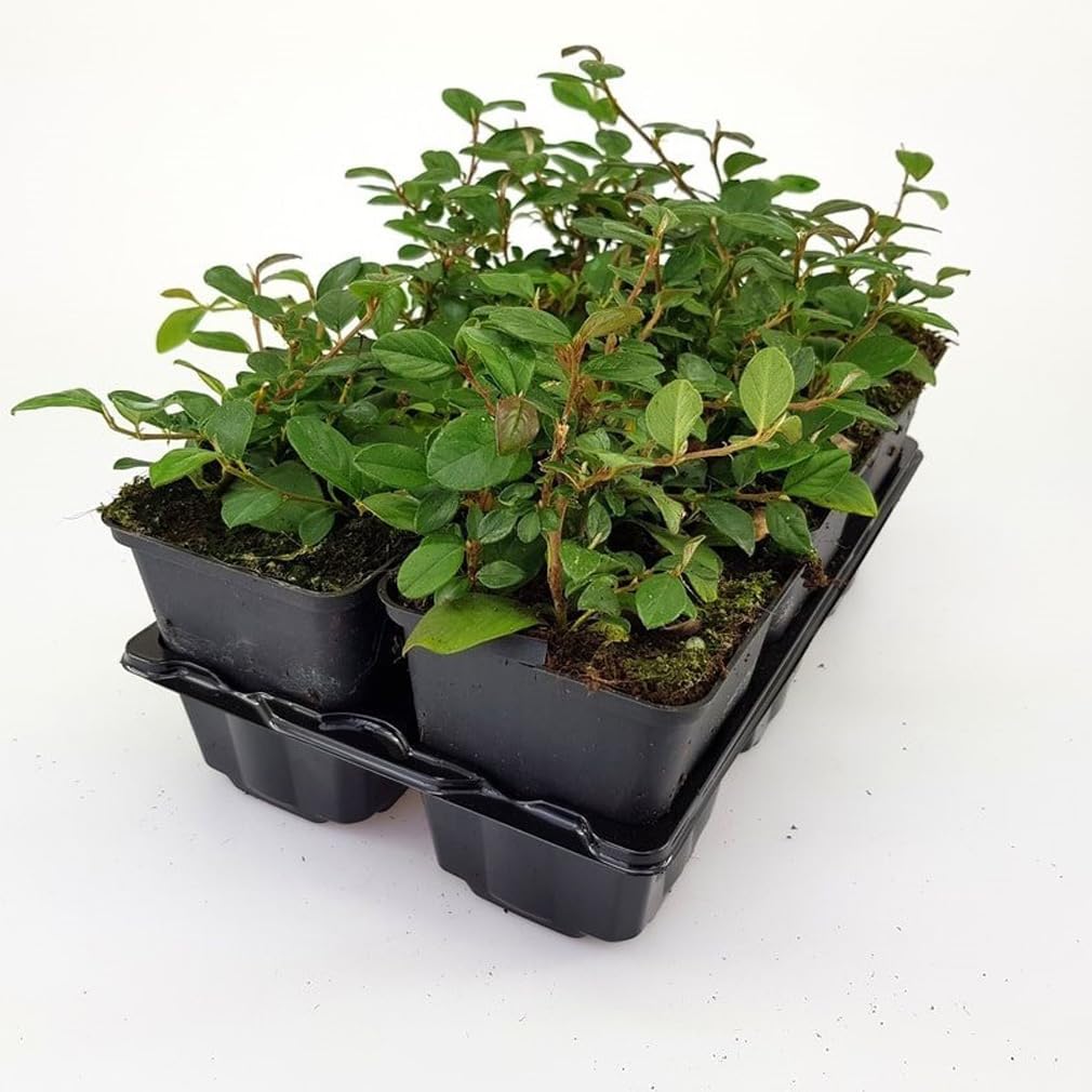 24 x Cotoneaster dammeri 'Major' en maceta de 9x9 cm, para 3m²: Un arbusto de cobertura de suelo de hoja perenne con la magia de las frutas rojas.