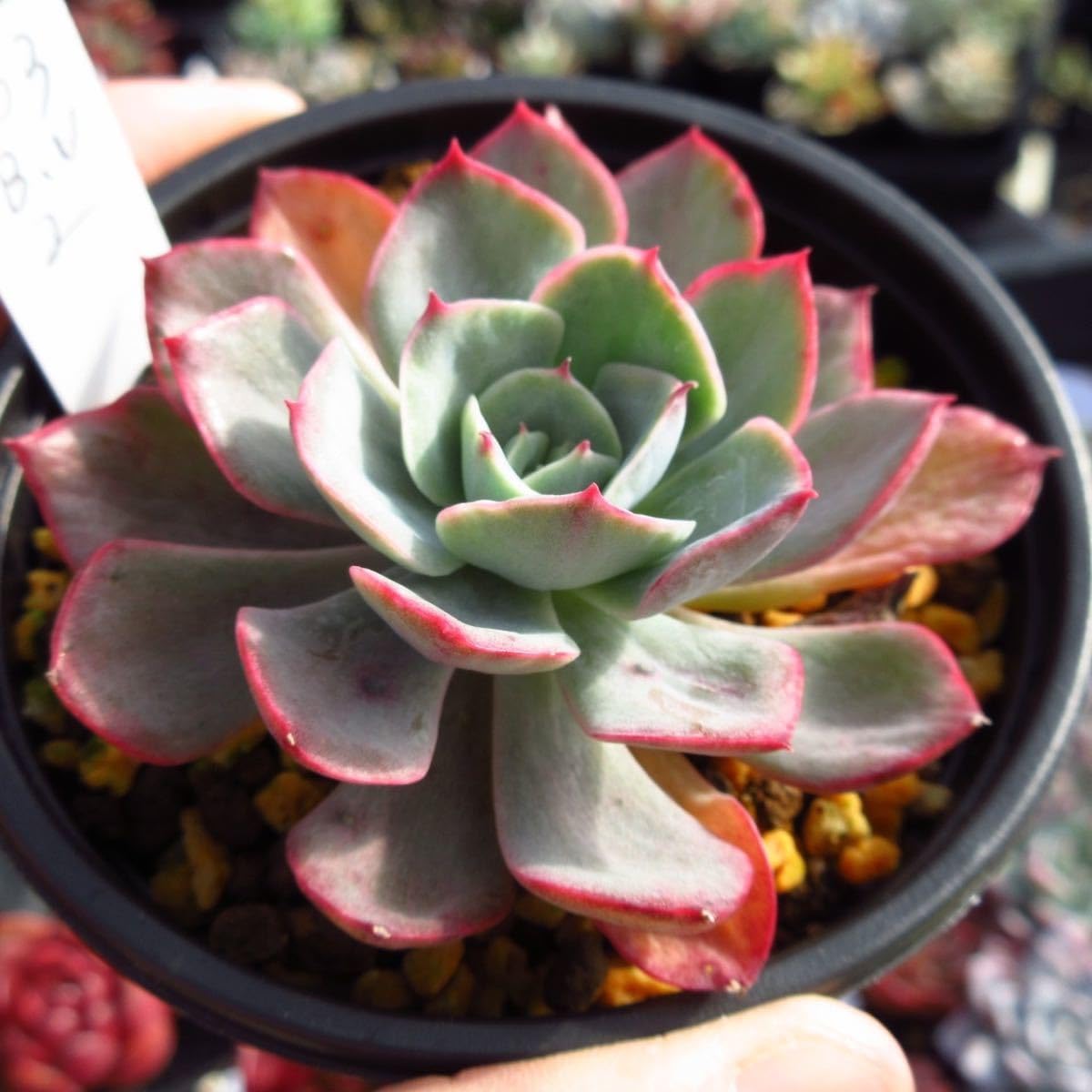 Amazon.co.jp: ！！多肉植物 ブルーカンテ錦 レア苗 厳選苗 503 2韓国