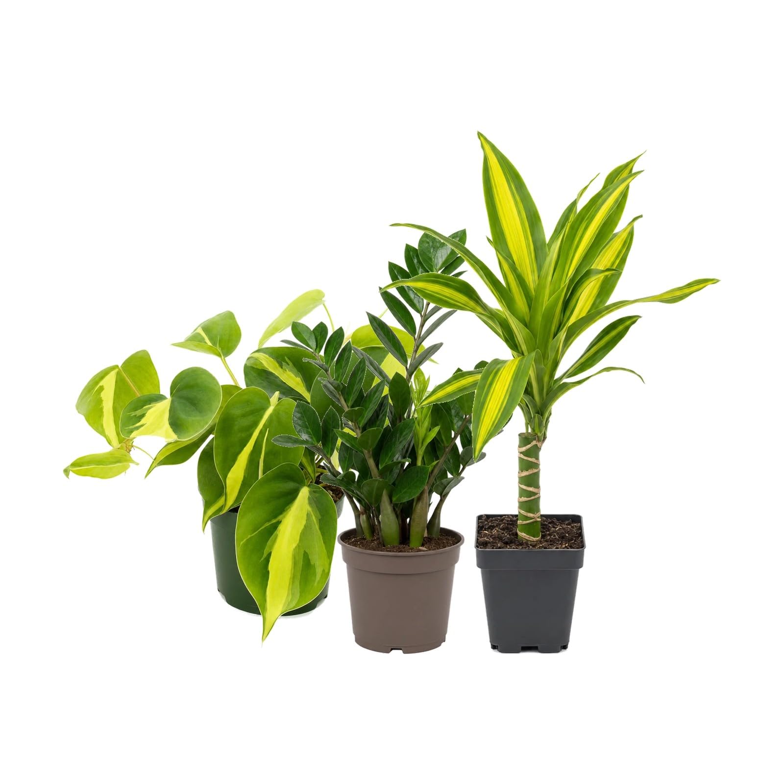 Pack 3 Plantas DECOALIVE: Filodendro Brasil, Zamioculca y Tronco de Brasil