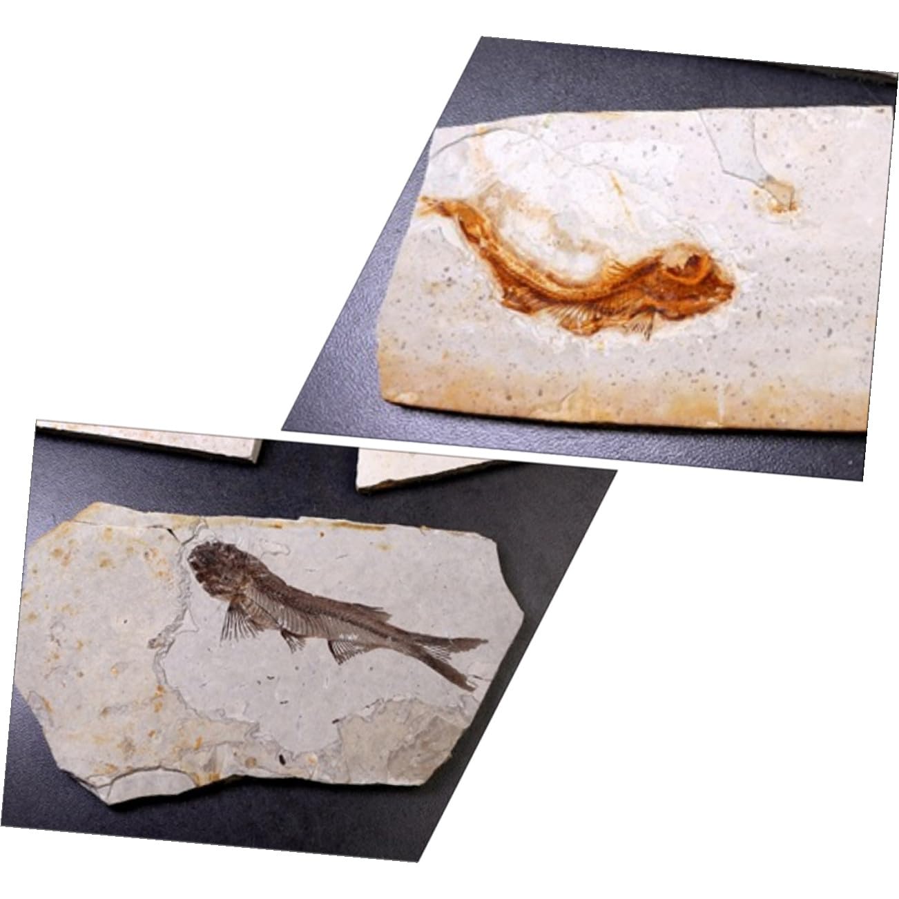 Muestra de Fósil 1 Pieza de Resina para Escritorio 7-15cm | Laboratorio y Colección de Material, Varios Estilos, para Estudiantes Estilo Aleatorio