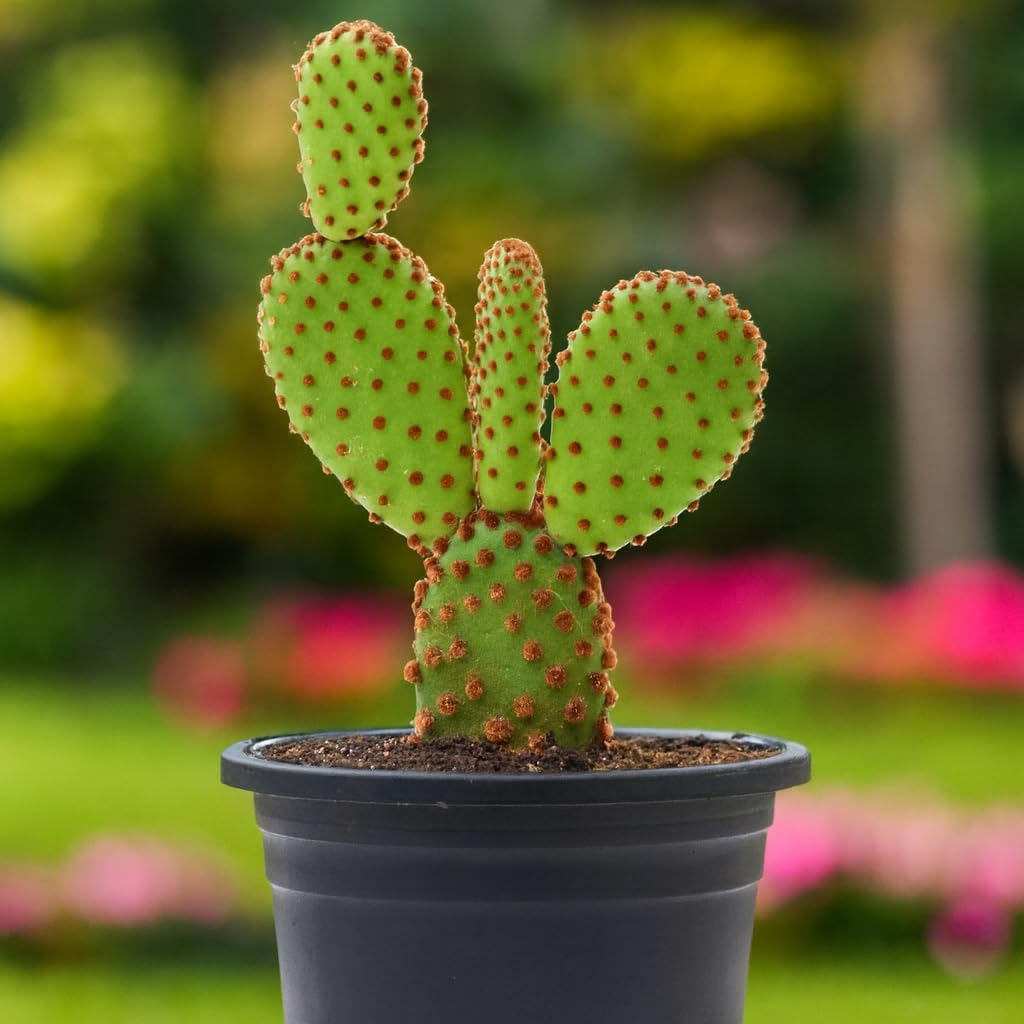 Whimsical Charm Vastu Plant: Discovering the Enchanting World of the Bunny Ear Cactus | A Desert Beauty Bunny Ear Cactus | Opuntia Microdasys | Angel's Wings Cactus | Polka Dot Cactus With Pot |-image-1