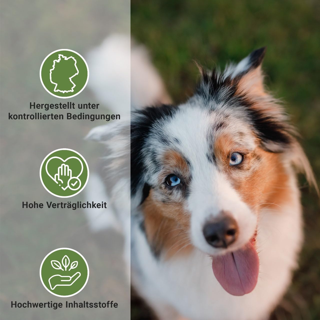 Animal Vita® Spot on para perros [suministro anual] Remedio para garrapatas para perros, fiable protección contra garrapatas con aceite de coco orgánico y margosa, punto natural contra garrapatas
