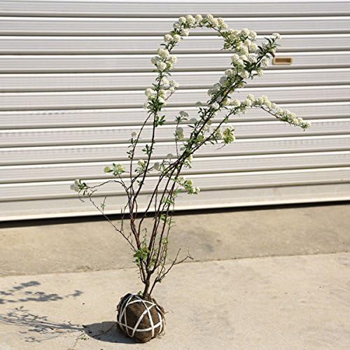 Amazon 庭木 小手毬 コデマリ H 約80 植木