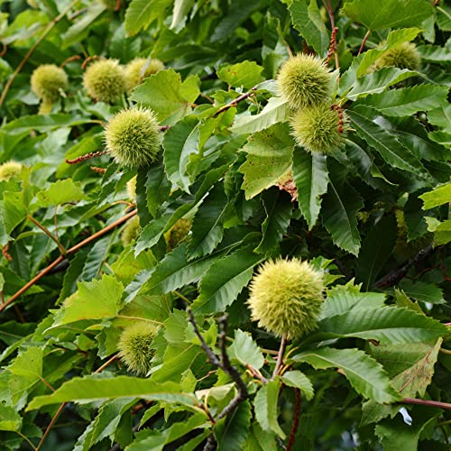 castaño semillas balcón resistentes en perennes resistentes jardín semillas orgánicas interior 10pcs