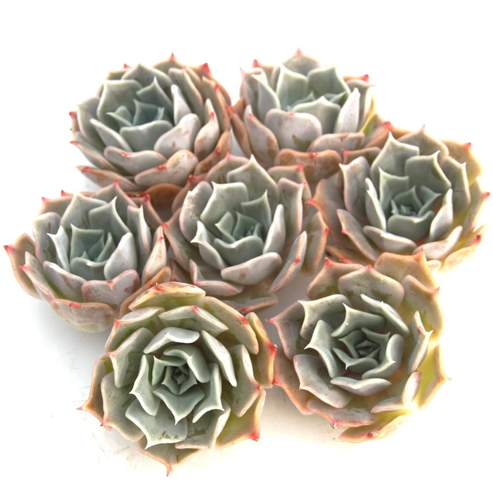 Amazon.co.jp: 【charm】（観葉植物）カット苗 韓国苗 エケベリア