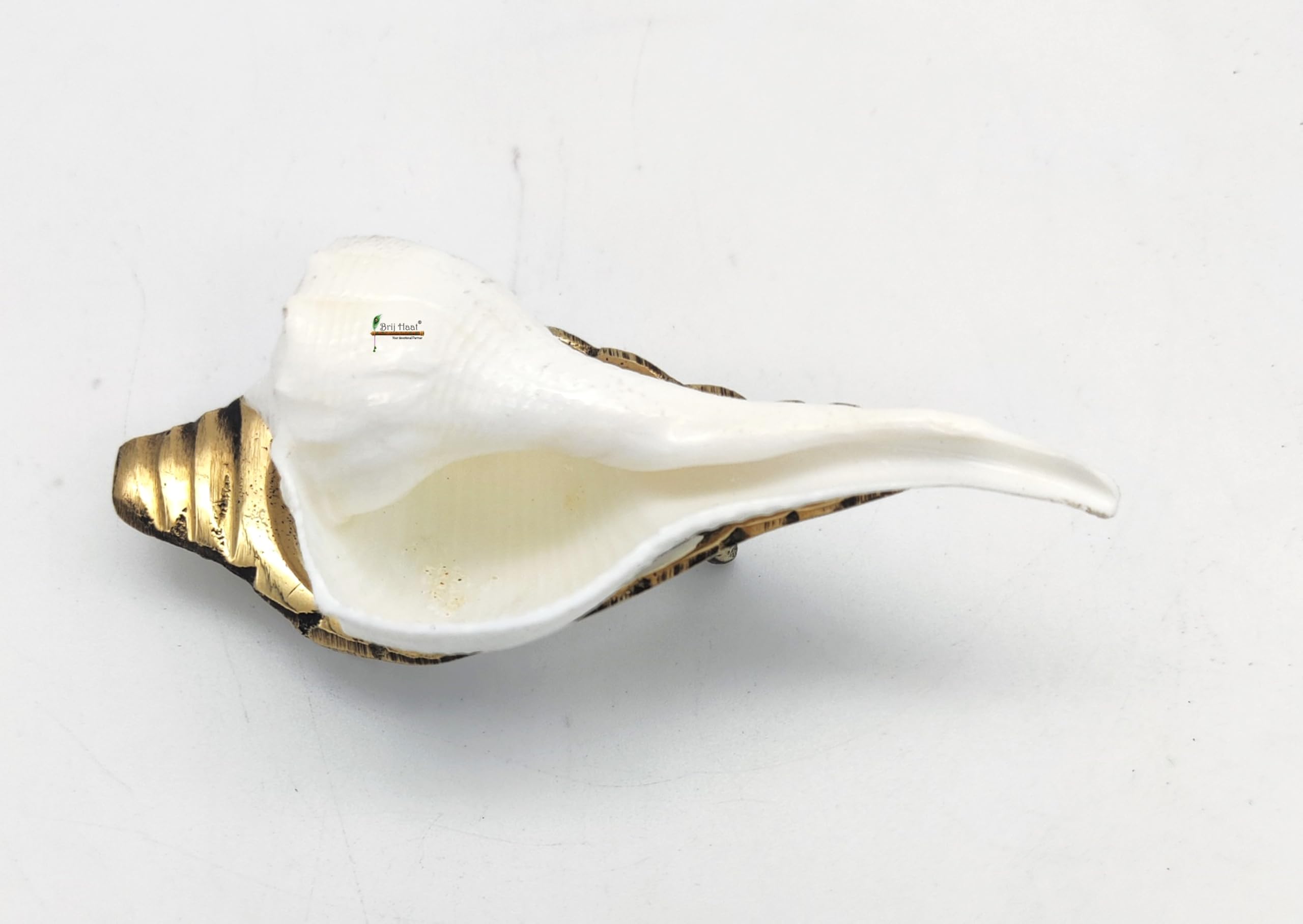 BRIJ HAAT Dakshinavarti Right Handed Conch Shell, Valampuri Shankh for Hindu Puja, Religious Worship (Non-Blowing) (3 Inch)