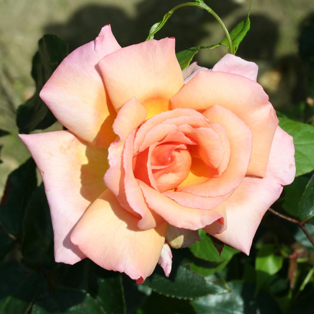 Yougarden Pink Harkness Roses Compassion Climbing Rose ™ In 4L Pot