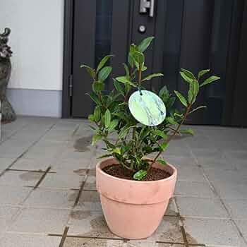 月桂樹さん専用 Amazon.co.jp: 月桂樹 苗 苗木 3.5号 ハーブ ローリエ 常緑樹